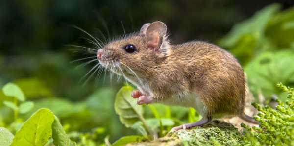 Bild einer kleinen Maus